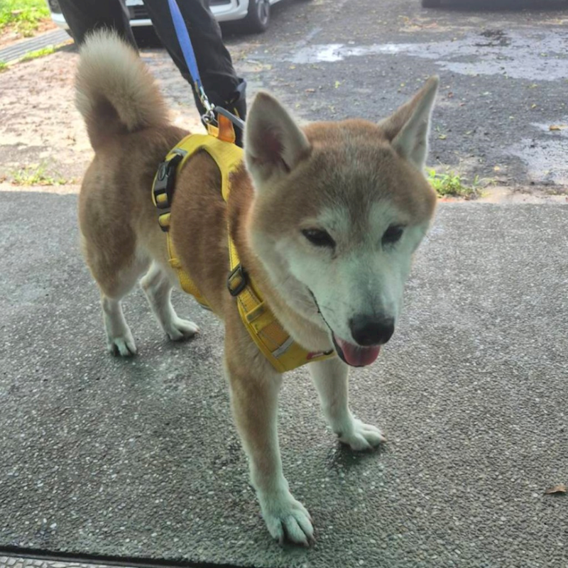 臺南市動物之家善化站,編號:457321, 柴犬                  