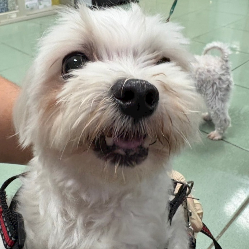 臺南市動物之家善化站,編號:457322, 瑪爾濟斯犬           