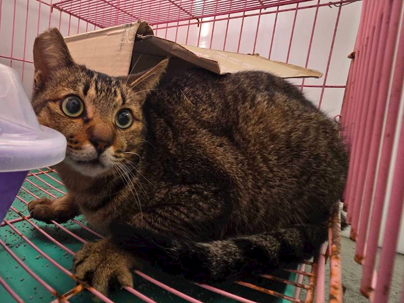 臺北市動物之家,編號:433936, 混種貓                 