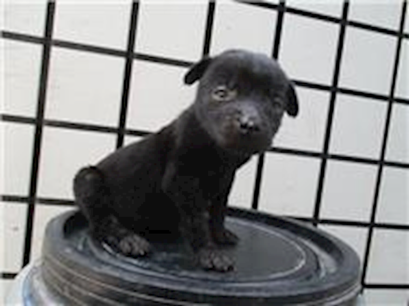南投縣公立動物收容所,編號:51108, 混種犬          