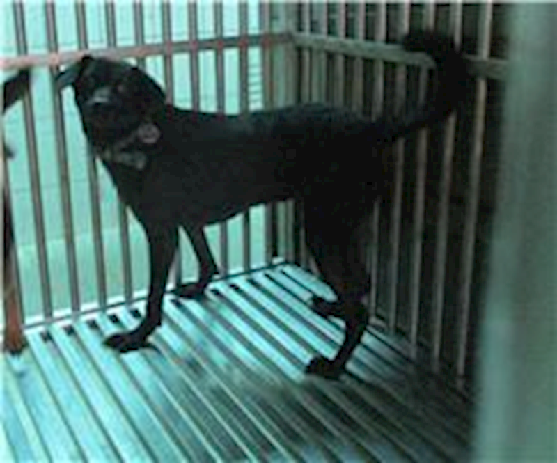南投縣公立動物收容所,編號:65041, 混種犬          