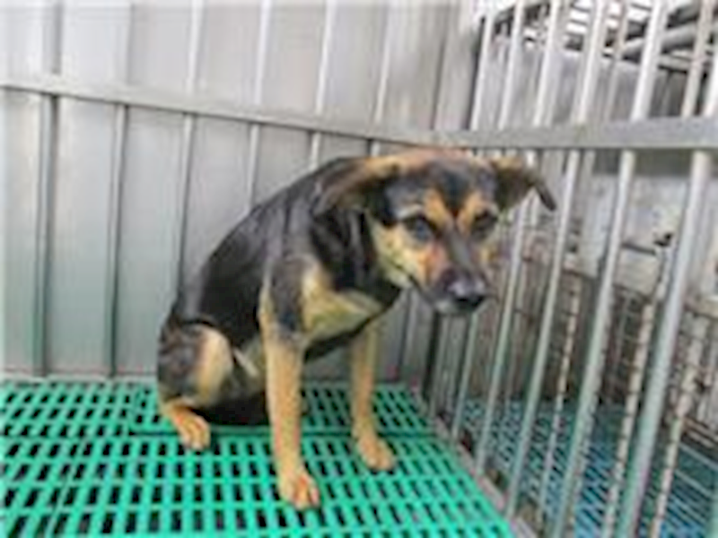 南投縣公立動物收容所,編號:68706, 混種犬          