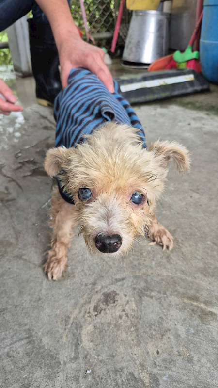 新北市八里區公立動物之家,編號:457641, 瑪爾濟斯犬           