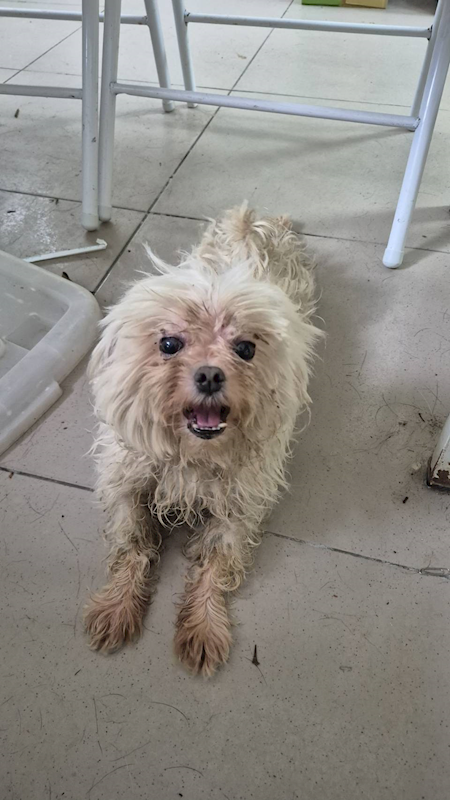 新北市八里區公立動物之家,編號:457643, 瑪爾濟斯犬           