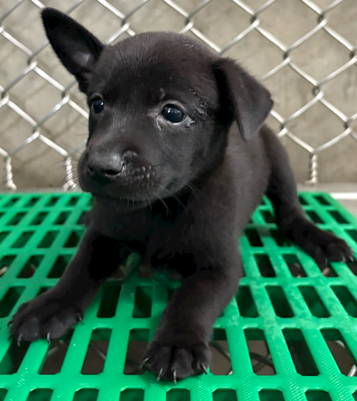 臺東縣動物收容中心,編號:457624, 混種犬          