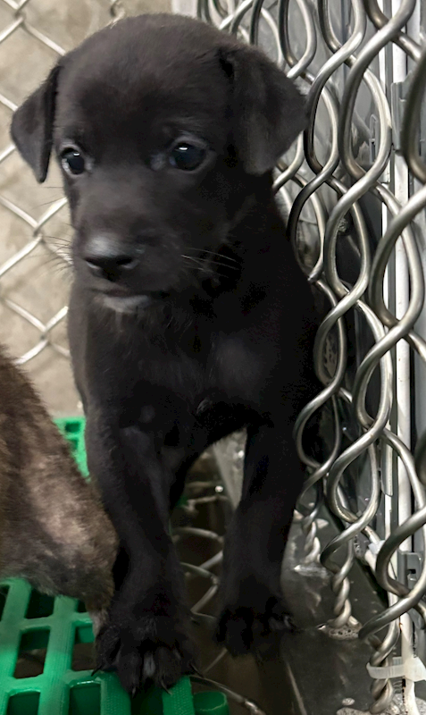 臺東縣動物收容中心,編號:457617, 混種犬          
