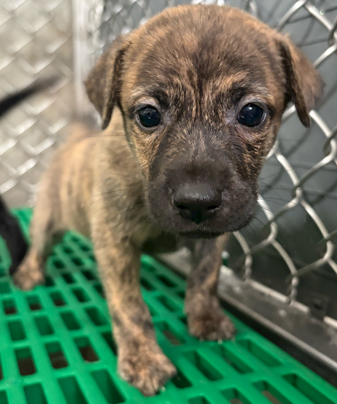 臺東縣動物收容中心,編號:457613, 混種犬          