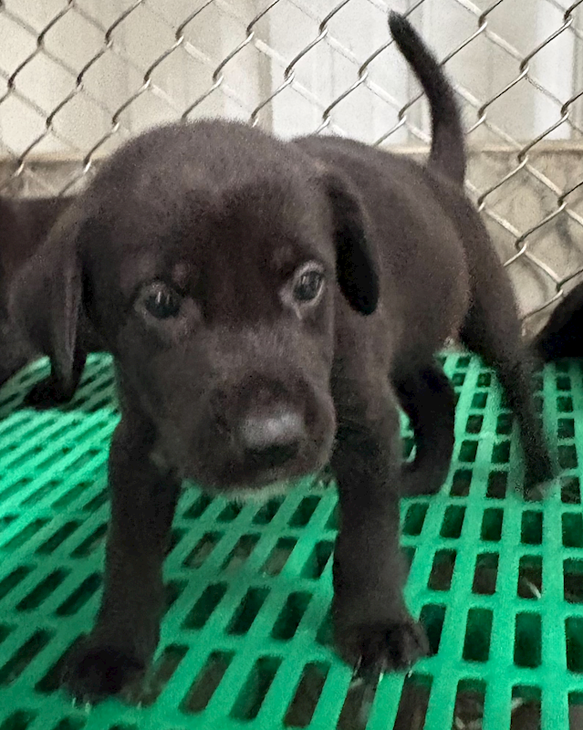 臺東縣動物收容中心,編號:457579, 混種犬          