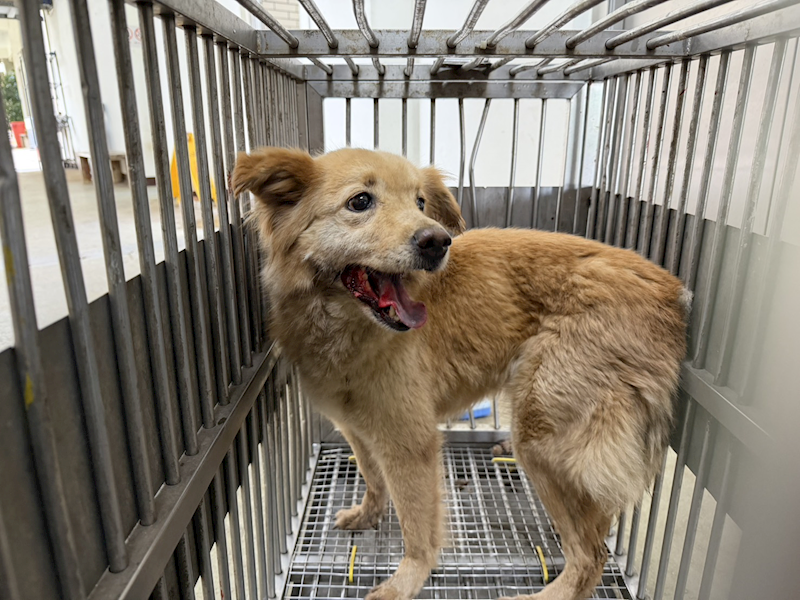 桃園市動物保護教育園區,編號:457576, 混種犬          
