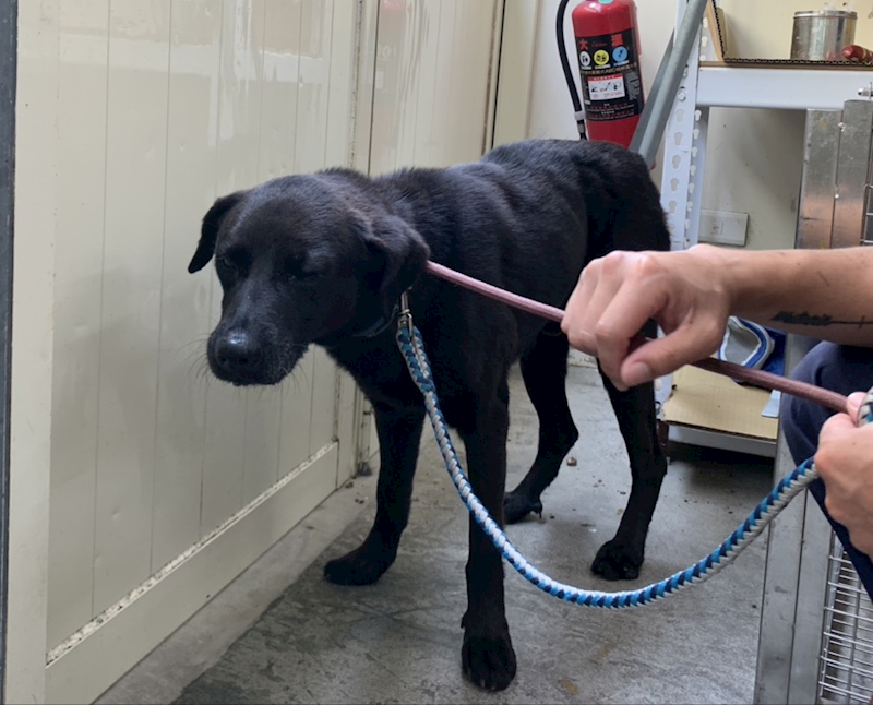 臺北市動物之家,編號:448572, 混種犬          