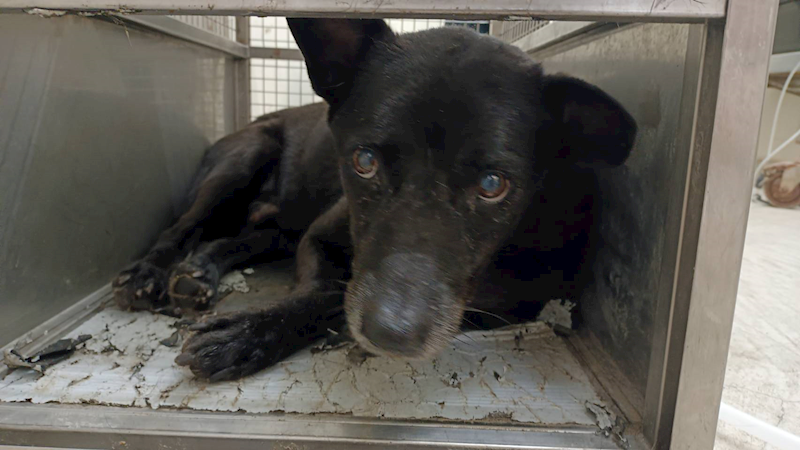 臺北市動物之家,編號:311144, 混種犬          