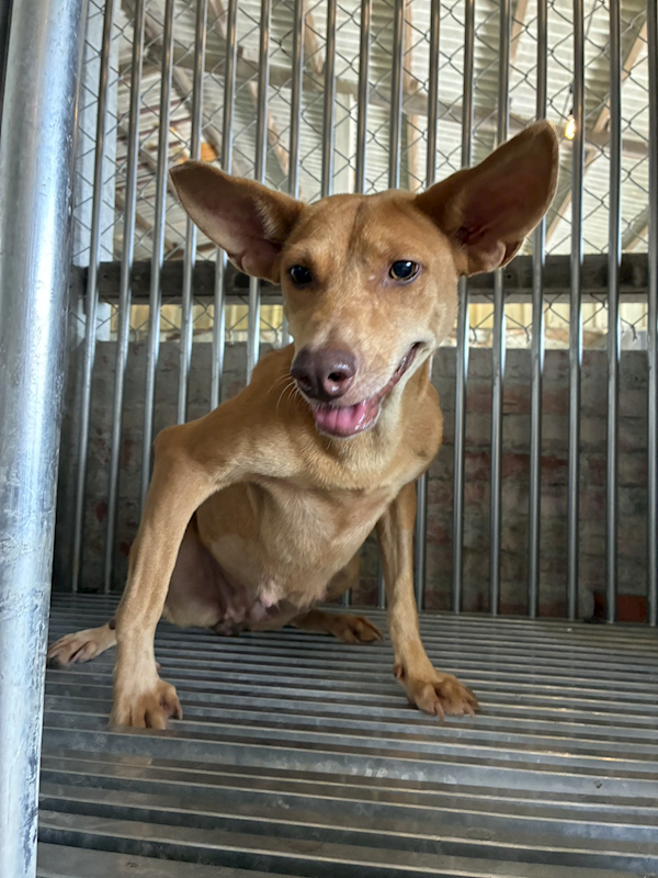 彰化縣流浪狗中途之家,編號:457786, 混種犬          