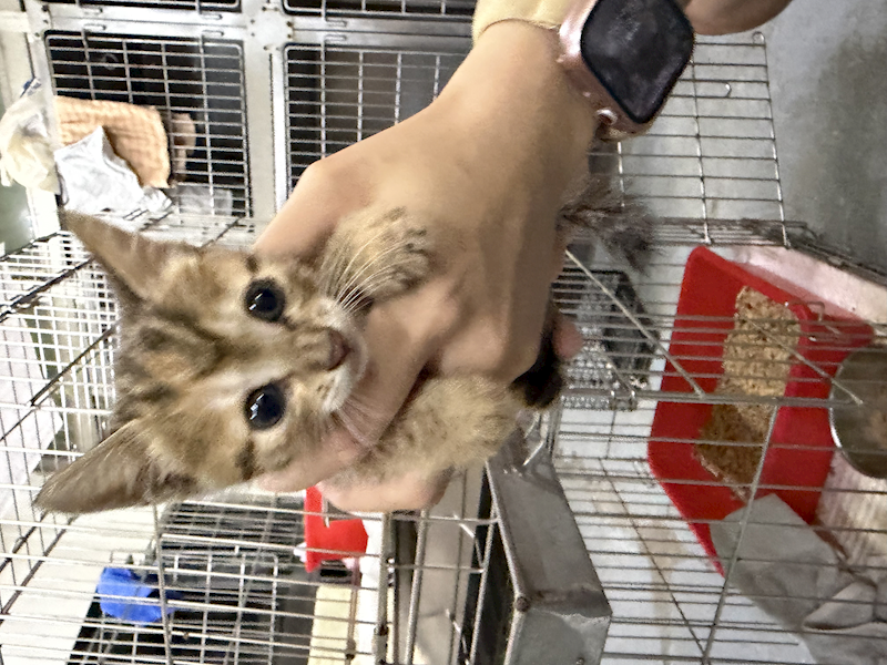 基隆市寵物銀行,編號:457788, 混種貓                 