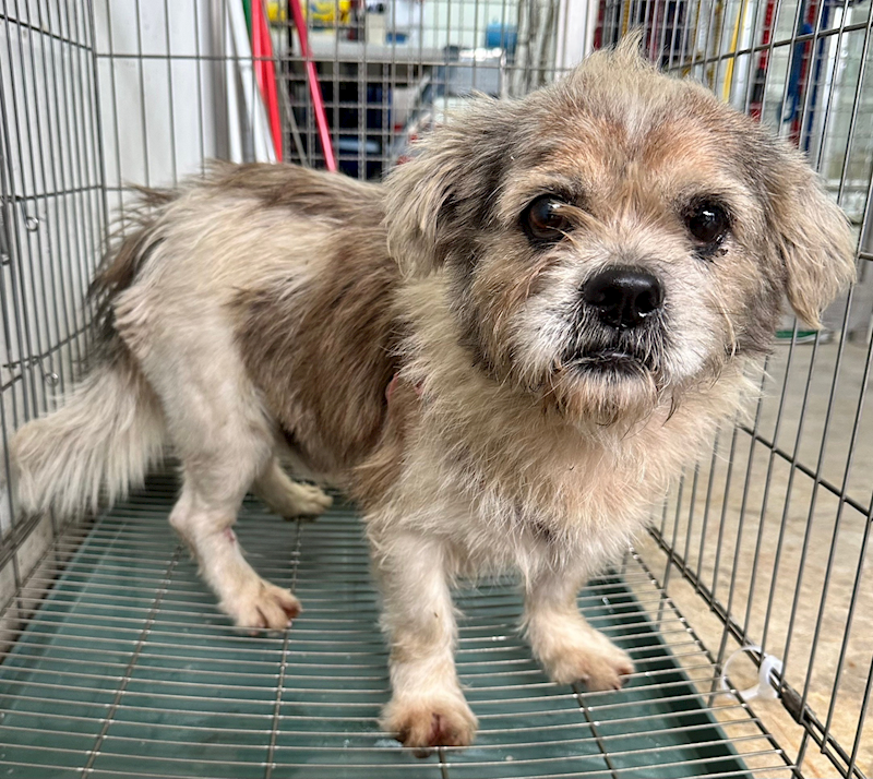 花蓮縣狗貓躍動園區,編號:385717, 混種犬          