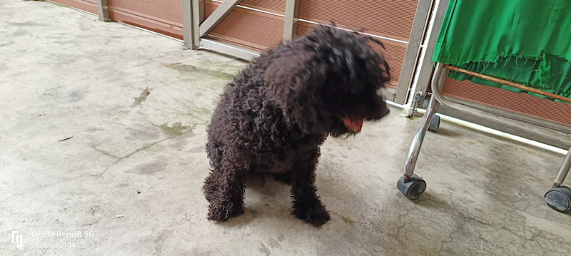 新北市五股區公立動物之家,編號:455876, 玩具貴賓犬