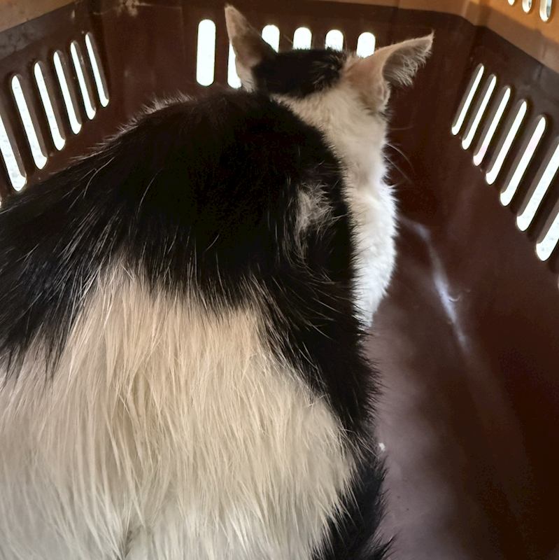新北市新店區公立動物之家,編號:457768, 混種貓                 