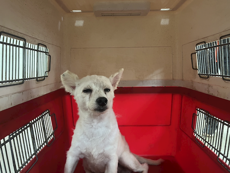桃園市動物保護教育園區,編號:457766, 日本狐狸犬