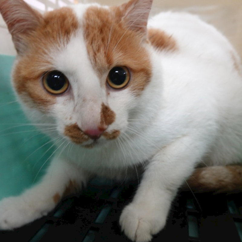 臺南市動物之家灣裡站,編號:456818, 混種貓                 