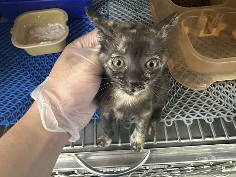 桃園市動物保護教育園區,編號:455701, 混種貓                 
