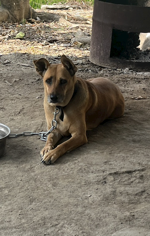 嘉義市動物保護教育園區,編號:452307, 混種犬          