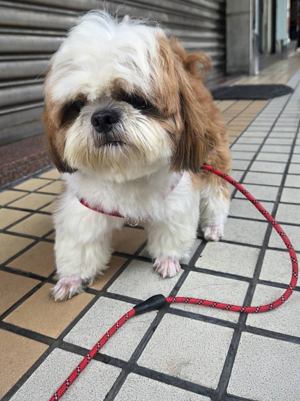高雄市壽山動物保護教育園區,編號:457808, 西施犬              