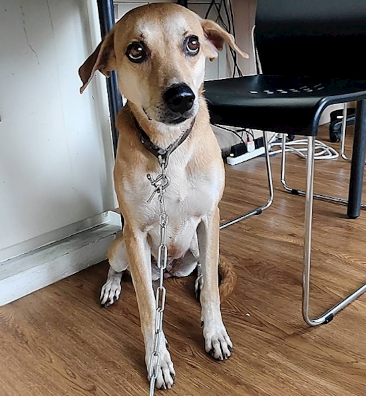 嘉義市動物保護教育園區,編號:413730, 混種犬          