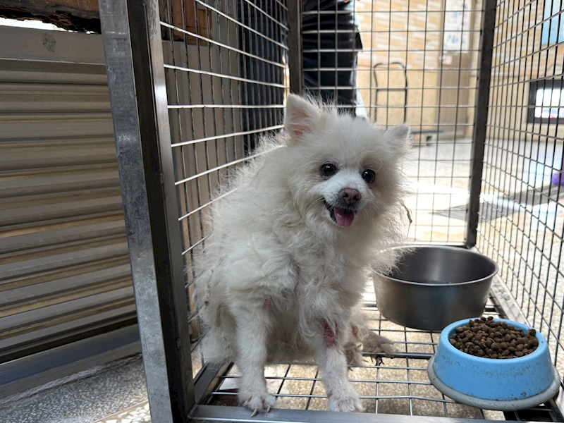 高雄市壽山動物保護教育園區,編號:457842, 博美犬         