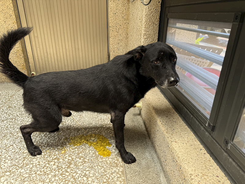 高雄市壽山動物保護教育園區,編號:457966, 混種犬          