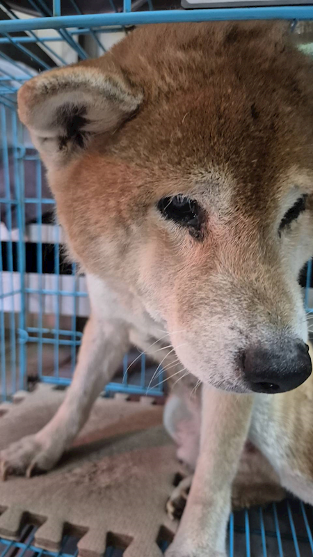 新北市八里區公立動物之家,編號:457954, 柴犬                  