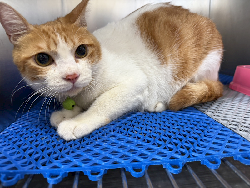 桃園市動物保護教育園區,編號:457913, 混種貓                 