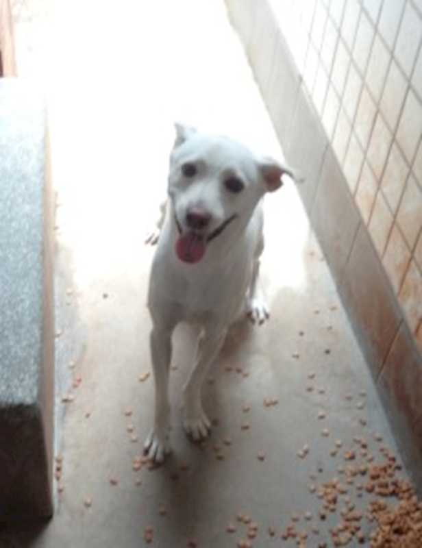宜蘭縣流浪動物中途之家,編號:457807, 混種犬          
