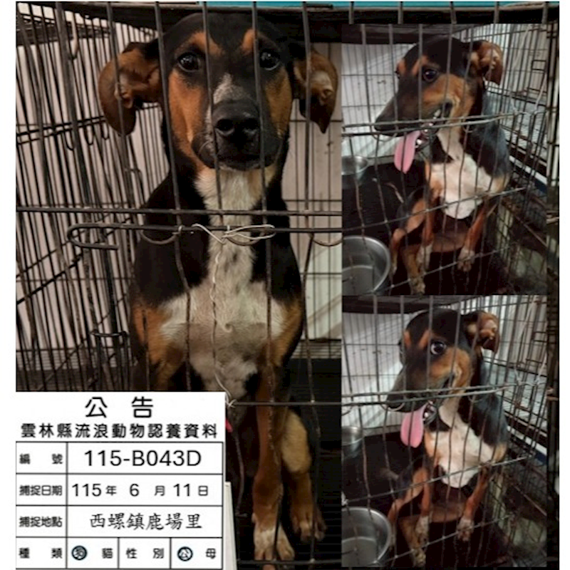 雲林縣流浪動物收容所,編號:457690, 混種犬          