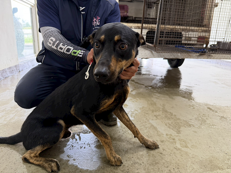 桃園市動物保護教育園區,編號:457899, 混種犬          
