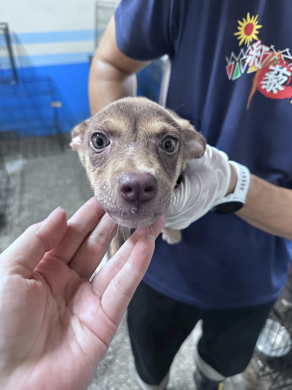 苗栗縣動物保護教育園區,編號:457885, 混種犬          