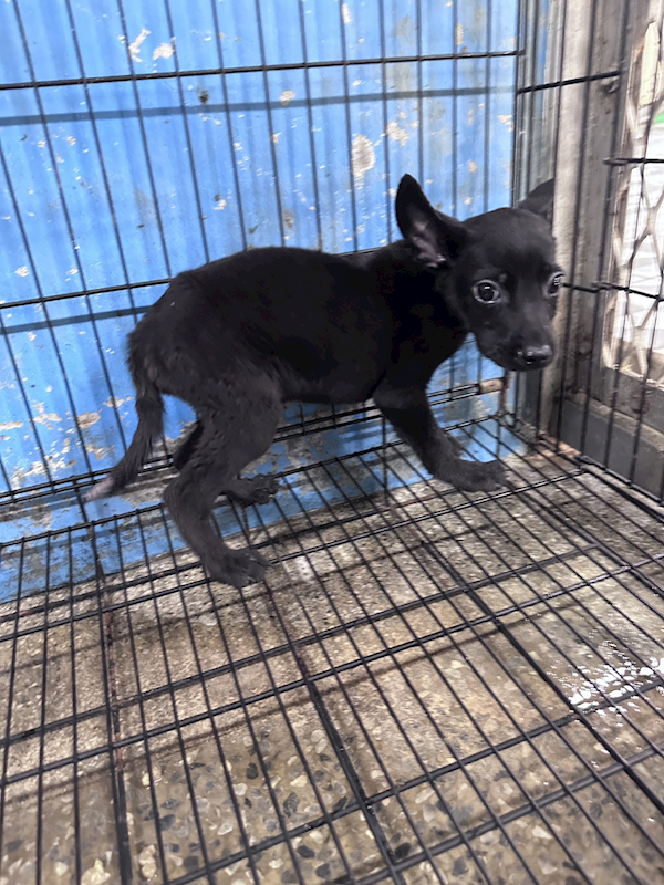 苗栗縣動物保護教育園區,編號:457892, 混種犬          