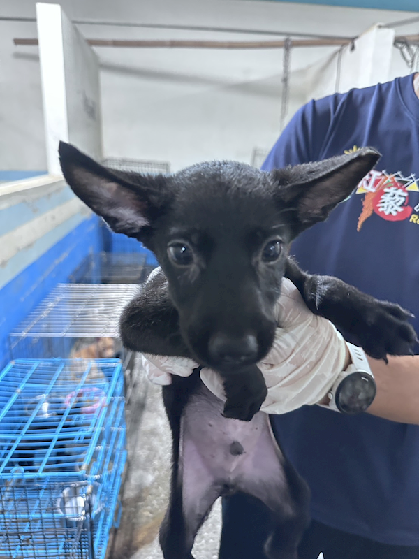 苗栗縣動物保護教育園區,編號:457891, 混種犬          