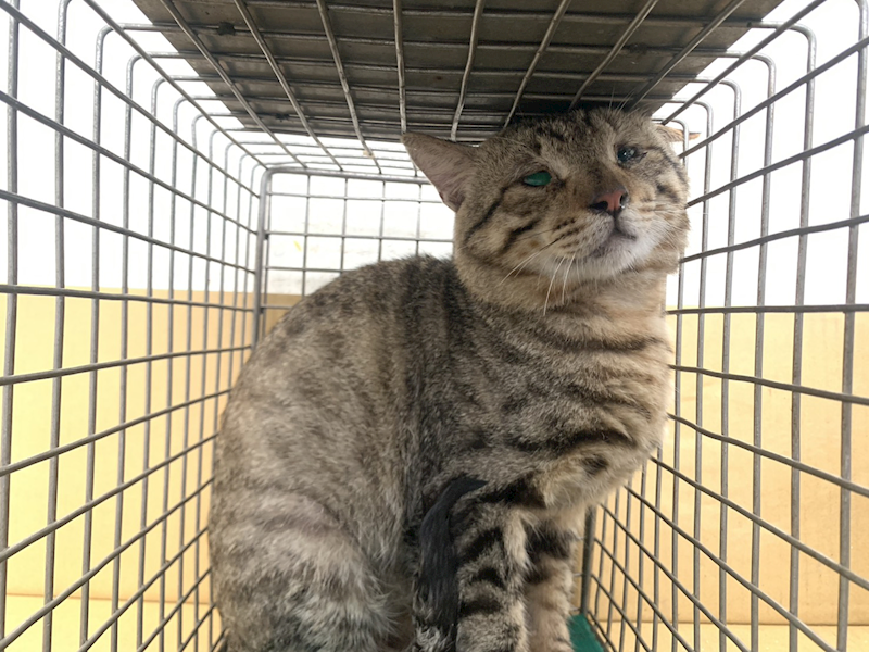 臺北市動物之家,編號:447268, 混種貓                 