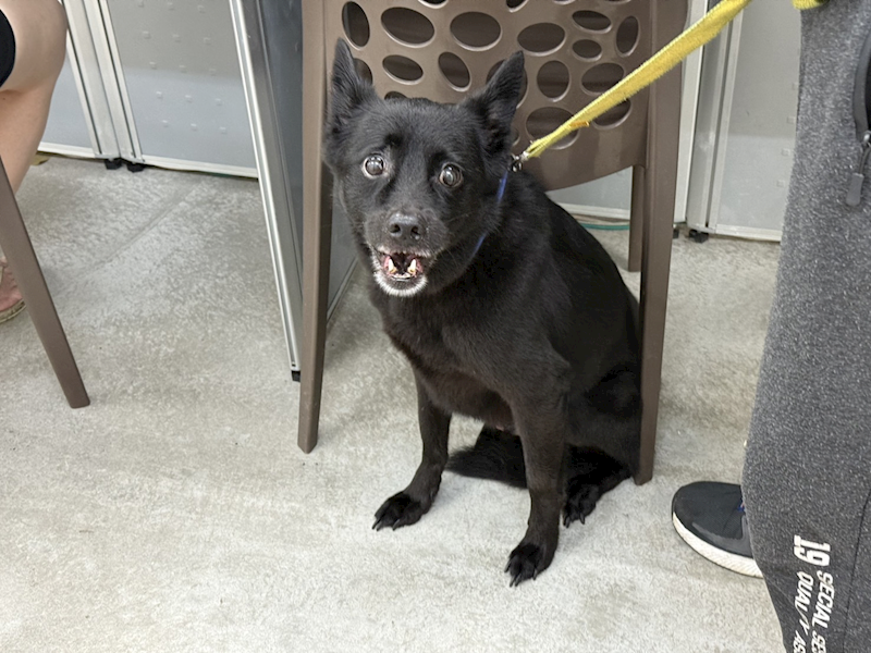 臺北市動物之家,編號:406923, 混種犬          