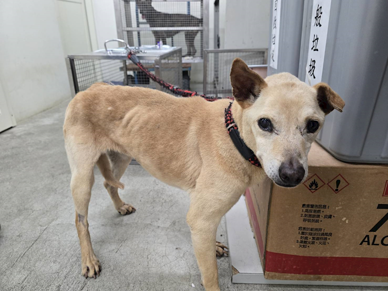 臺北市動物之家,編號:402110, 混種犬          