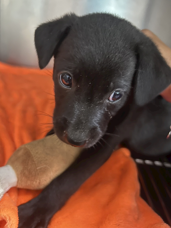新北市中和區公立動物之家,編號:458034, 混種犬          