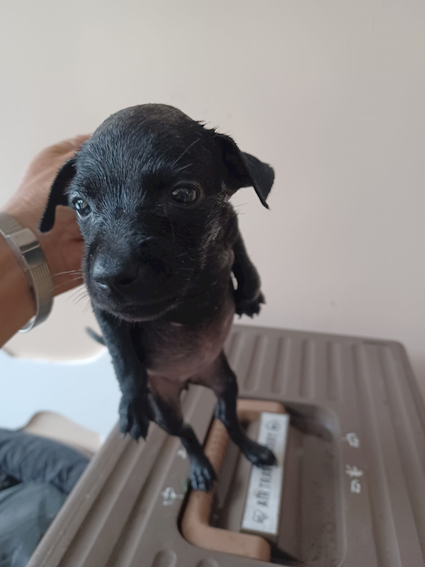 新北市中和區公立動物之家,編號:458028, 混種犬          