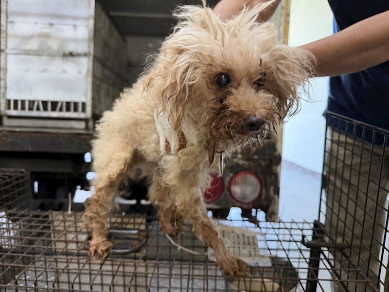 桃園市動物保護教育園區,編號:458174, 貴賓犬        