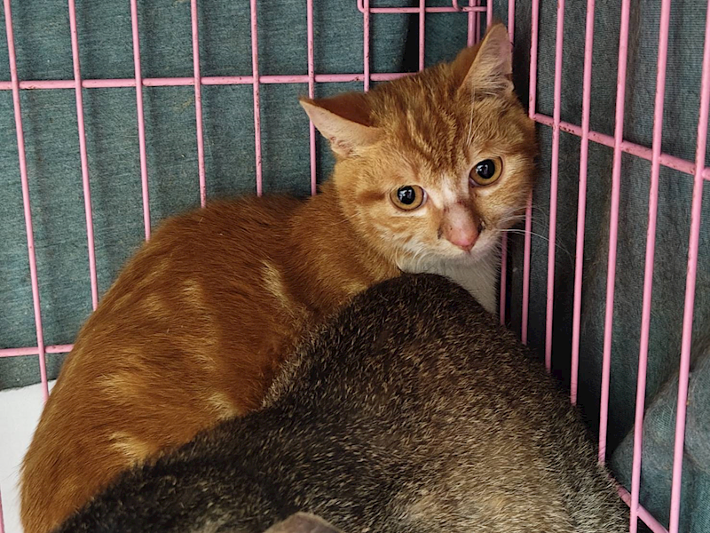 臺北市動物之家,編號:402480, 混種貓                 