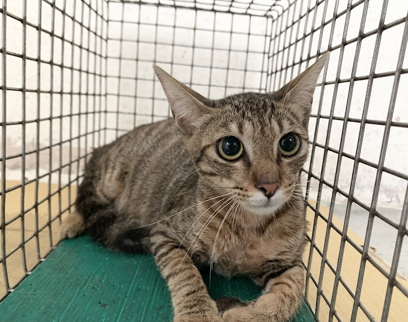 臺北市動物之家,編號:456367, 混種貓                 