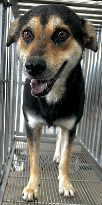 花蓮縣狗貓躍動園區,編號:455396, 混種犬          