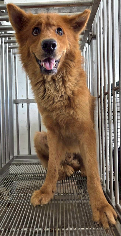花蓮縣狗貓躍動園區,編號:457013, 混種犬          