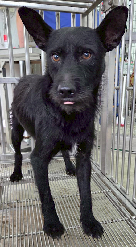 花蓮縣狗貓躍動園區,編號:456858, 混種犬          