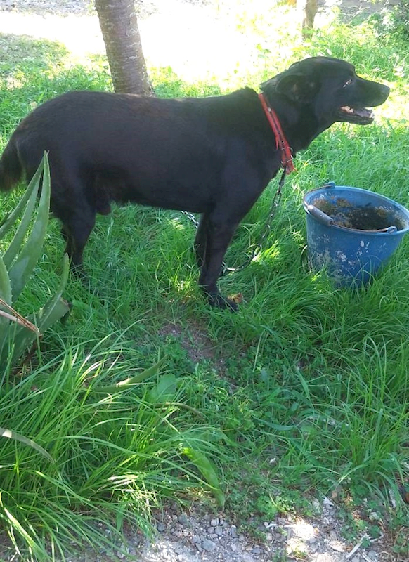 宜蘭縣流浪動物中途之家,編號:458211, 混種犬          