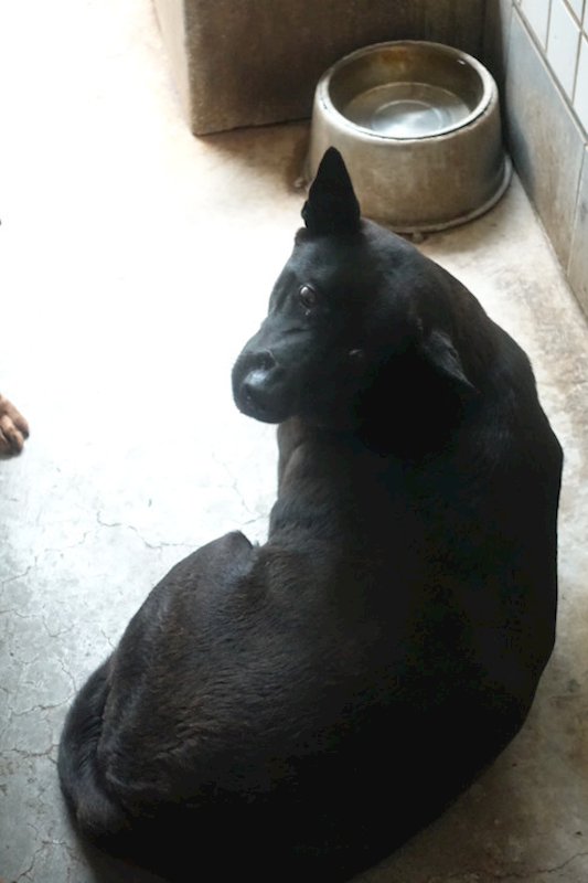 宜蘭縣流浪動物中途之家,編號:458212, 混種犬          