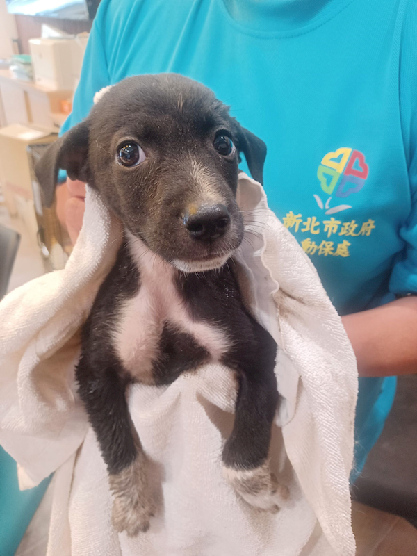 新北市中和區公立動物之家,編號:458295, 混種犬          